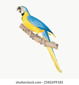 Illustration of a vibrant blue and yellow parrot perched on a branch. The parrot's colorful feathers stand out, showcasing its vivid blue and yellow plumage. Vintage animal illustration vector.