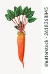 Illustration of a vibrant carrot with lush green leaves. The carrot is bright orange, showcasing its fresh, organic appeal. Carrot and leaves are detailed and vivid. Vintage food illustration vector.