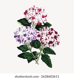Illustration of vibrant flowers with pink, purple, and red petals. The flowers are surrounded by lush green leaves. The floral design highlights colorful petals. Vintage flower illustration vector.