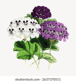 Illustration of vibrant flowers with purple, white, and pink petals. Lush green leaves complement the colorful blooms, creating a lively floral display. Vintage flower illustration vector.
