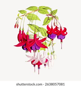 Illustration of vibrant fuchsia flowers with green leaves. Fuchsia blooms hang gracefully. Detailed fuchsia petals in red, purple, and pink hues. Vintage flower illustration vector.