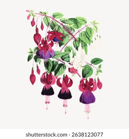 Illustration of vibrant fuchsia flowers with green leaves. Fuchsia blooms in red, purple, and white. Botanical art of fuchsia flowers with intricate details. Vintage flower illustration vector.