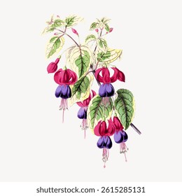Illustration of vibrant fuchsia flowers with pink and purple petals. Fuchsia flowers and green leaves create a colorful, botanical artwork. Fuchsia and leaves stand out. Vintage flower vector.