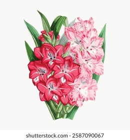 Illustration of vibrant gladiolus flowers with red and pink petals, surrounded by lush green leaves. Gladiolus blooms in red and pink hues, detailed petals. Vintage art illustration, vector.