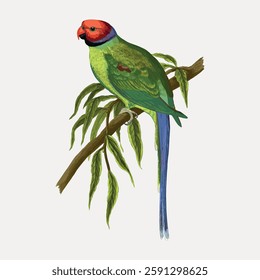 Illustration of a vibrant green parrot with a red head perched on a branch. The parrot has a long blue tail and detailed feathers, showcasing nature's beauty. Vintage bird illustration vector.