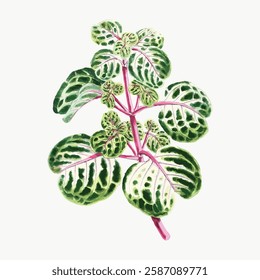 Illustration of a vibrant green plant with variegated leaves. The plant features lush green foliage with unique patterns. Green plant art with detailed leaves. Vintage art illustration, vector.