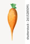 Illustration of a vibrant orange carrot with green leaves. The carrot is detailed and colorful, showcasing its natural texture and fresh appearance. Vintage food illustration vector.