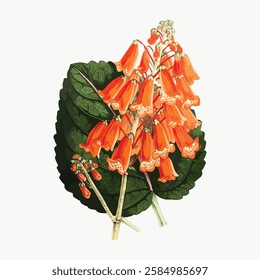 Illustration of vibrant orange flowers with green leaves. The orange flowers are bell-shaped, surrounded by lush green leaves. Botanical art of orange flowers. Vintage art illustration, vector.