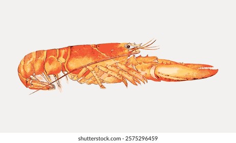 Illustration of a vibrant orange shrimp with detailed claws and antennae. The shrimp's texture and color highlight its natural beauty and aquatic essence. Isolated vintage vector element.