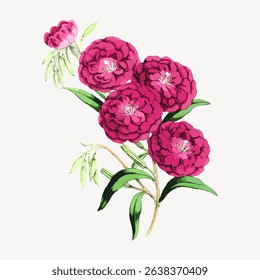 Illustration of vibrant pink flowers with green leaves. Pink flowers bloom in clusters. Detailed pink petals and green leaves create a vivid floral design. Vintage rose illustration vector.
