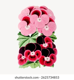 Illustration of vibrant pink and red pansies with lush green leaves. The pansies display a variety of pink and red hues, creating a vivid floral arrangement. Vintage flower illustration vector.