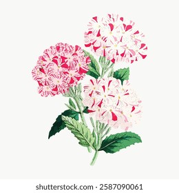 Illustration of vibrant pink and white flowers with green leaves. The flowers are detailed and colorful, showcasing pink and white petals in a cluster. Vintage art illustration, vector.