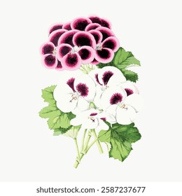 Illustration of vibrant pink and white flowers with lush green leaves. The flowers, pink and white, contrast beautifully with the green leaves. Elegant floral art. Vintage art illustration, vector.