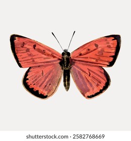 Illustration of a vibrant red butterfly with detailed wings. The butterfly's red color stands out. Red butterfly illustration on a plain background. Vintage animal illustration vector.