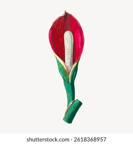 Illustration of a vibrant red calla lily with a green stem. The calla lily is elegantly depicted, showcasing its red petals and unique shape. Vintage flower illustration vector.