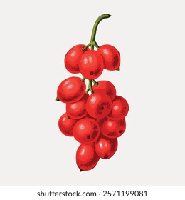 Illustration of a vibrant red currant cluster. Red currants with glossy texture. Red currants hanging in a bunch. Detailed red currant artwork. Vintage illustration isolated on white, vector.