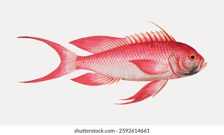 Illustration of a vibrant red fish with detailed scales and fins. The fish is depicted with a long tail and prominent dorsal fin, set against a plain background. Vintage marine life vector.