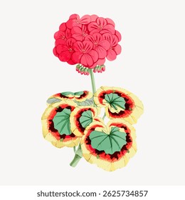 Illustration of a vibrant red geranium with lush green leaves. The geranium's red petals and green leaves create a striking contrast. Botanical art of geranium. Vintage flower illustration vector.