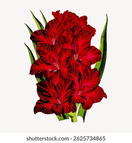 Illustration of vibrant red gladiolus flowers with green leaves. Red gladiolus blooms stand out. Detailed red petals and green leaves. Elegant red gladiolus illustration. Vintage flower vector.