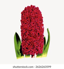 Illustration of a vibrant red hyacinth flower with lush green leaves. The red hyacinth stands tall, showcasing its vivid red petals and green foliage. Vintage flower illustration vector.
