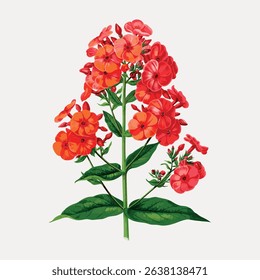 Illustration of vibrant red and orange flowers with lush green leaves. Detailed floral design with red petals. Red flowers and green leaves on a light background. Vintage art illustration vector.
