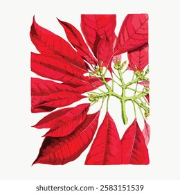 Illustration of vibrant red poinsettia leaves with green stems. Poinsettia leaves arranged artistically. Red poinsettia leaves stand out against a white background. Vintage red flower vector.