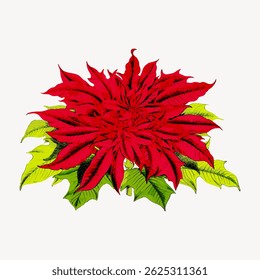 Illustration of a vibrant red poinsettia with lush green leaves. The poinsettia's red petals and green leaves create a festive and colorful display. Vintage flower illustration vector.
