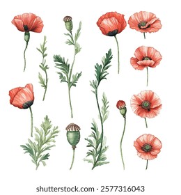 illustration of vibrant red poppies with lush green foliage, ideal for nature themed designs and home decor. High quality, detailed botanical art perfect for greeting cards.