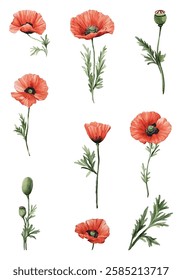 illustration of vibrant red poppies with lush green foliage, ideal for nature themed designs and home decor. High quality, detailed botanical art perfect for greeting cards.