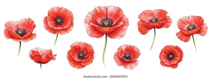illustration of vibrant red poppies with lush green foliage, ideal for nature-themed designs and home decor. High-quality, detailed botanical art perfect for greeting cards.