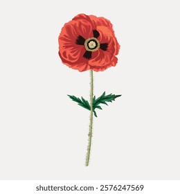 Illustration of a vibrant red poppy flower with a long green stem. The poppy flower stands out with its vivid red petals and delicate green leaves. Vintage floral illustration isolated, vector.