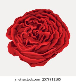 Illustration of a vibrant red rose with detailed petals. The red rose is depicted in a close-up view, showcasing its rich red color and intricate petal design. Vintage flower illustration, vector.