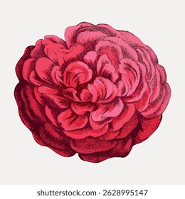 Illustration of a vibrant red rose with detailed petals. The rose's red hue is rich and bold, showcasing intricate petal textures. Red rose, detailed petals. Vintage rose illustration vector.