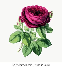 Illustration of a vibrant red rose with lush green leaves. The rose is detailed, showcasing its petals and foliage. A beautiful red rose in full bloom. Vintage art illustration, vector.