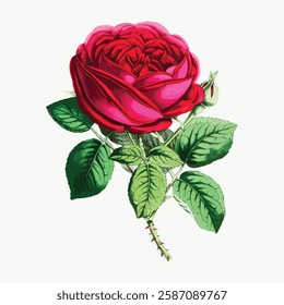 Illustration of a vibrant red rose with lush green leaves. The red rose stands out with its vivid color. Detailed petals and leaves make the rose illustration striking. Vintage illustration, vector.