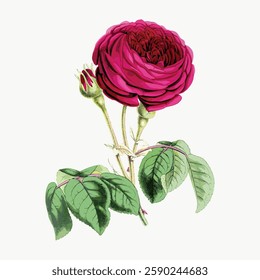Illustration of a vibrant red rose with lush green leaves. The rose is detailed and elegant, showcasing the beauty of red roses and green leaves in nature. Vintage art illustration, vector.