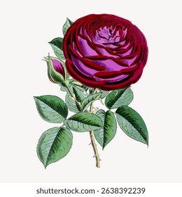 Illustration of a vibrant red rose with lush green leaves. The rose is detailed and colorful, with petals in rich red hues. Green leaves complement the red rose beautifully. Vintage flower vector.