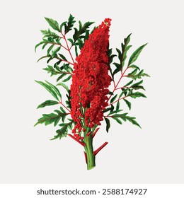 Illustration of a vibrant red sumac plant with lush green leaves. The sumac plant stands out with its red clusters. Sumac and green leaves in harmony. Vintage botanical illustration vector.