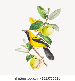 Illustration of a vibrant yellow and black bird perched on a branch with green leaves and yellow fruits. The bird and fruits create a colorful, natural scene. Vintage bird illustration, animal vector.