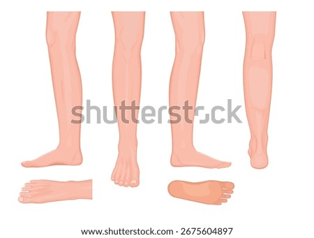 Illustration. View of a human leg from all sides 1