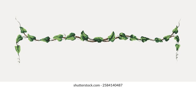 Illustration of a vine with green leaves on a white background. The vine is thin and delicate, with leaves spaced evenly along its length. Vintage art illustration, vector.