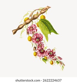 Illustration of a vine with pink flowers, green leaves, and yellow fruits. The vine, flowers, and fruits create a vibrant, natural composition. Vintage flower illustration vector.