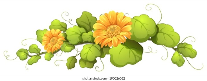 Illustration of a vine plant with blooming flowers on a white background