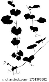 Illustration with vine silhouette on white background