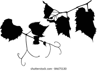 Illustration with vine silhouette on white background