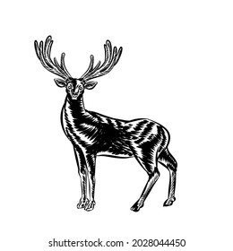 Illustration of vintage deer vector for logo