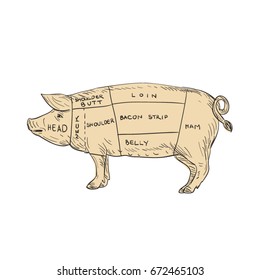 Illustration of a Vintage Pork Meat Cut Map done in hand sketch Drawing style.