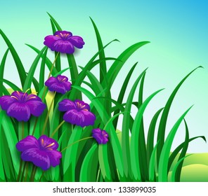 Illustration of a violet flowers in the garden