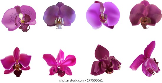 illustration with violet orchids collection