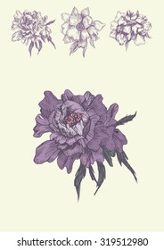 Illustration with violet peony